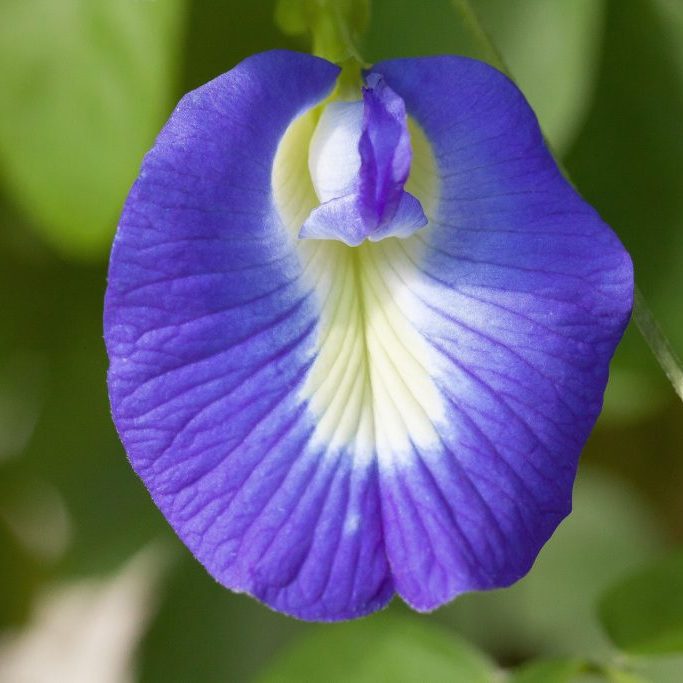 blue-klitorie-454729